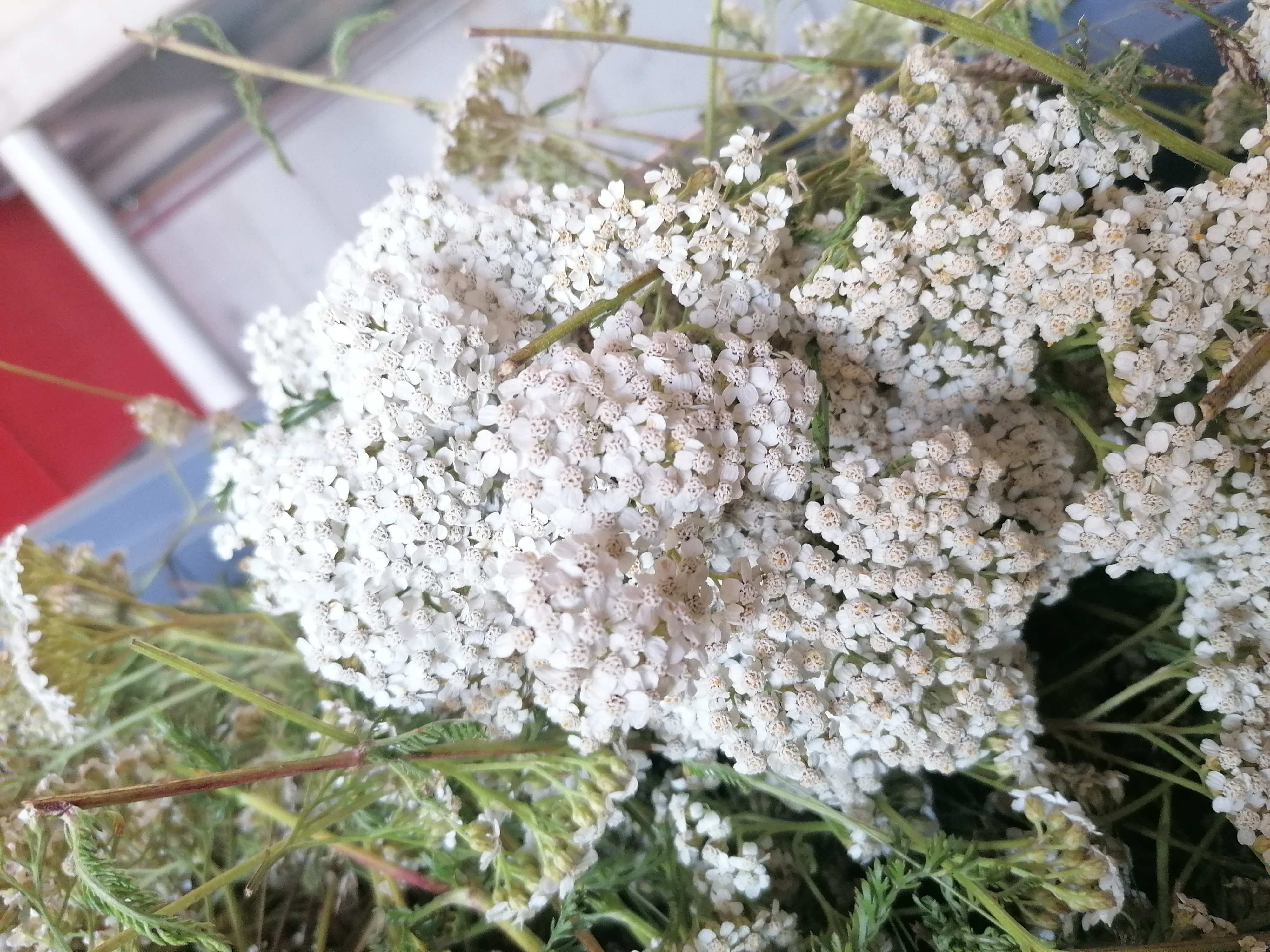 La distillazione di Achillea